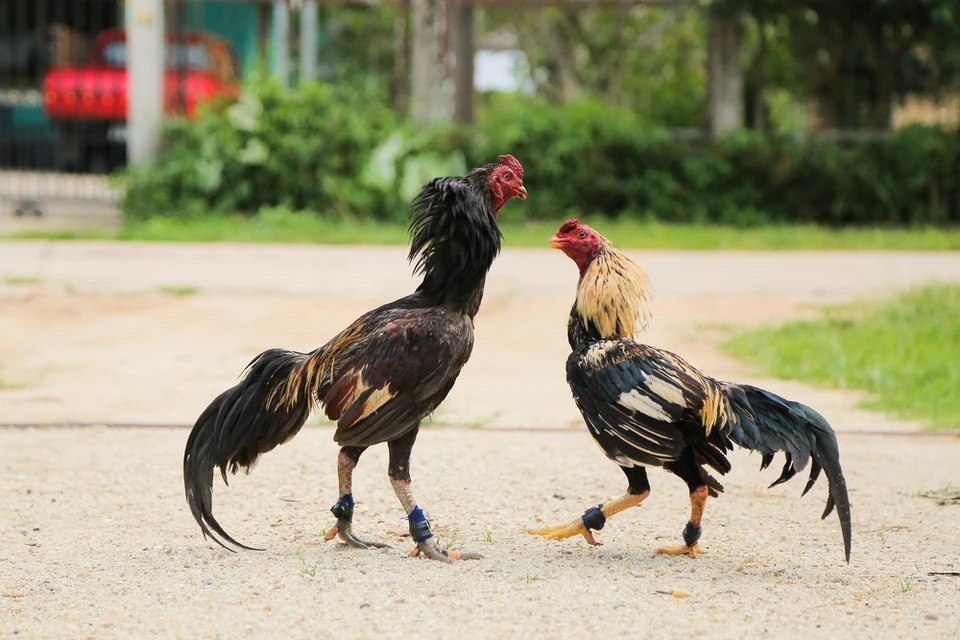 Duy trì tâm lý vững vàng trong mọi phiên cược